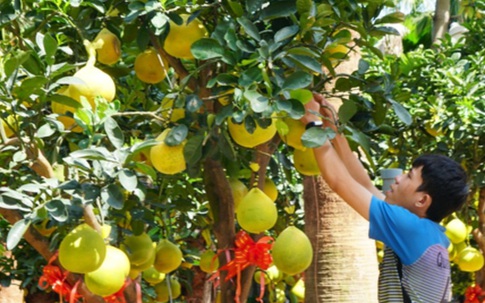 Bưởi Diễn Tết đổ bộ Sài thành, 70 triệu/cây khách vẫn xuống tiền