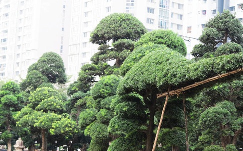 Vườn tùng Nhật hàng trăm tỷ của đại gia giữa khu nhà giàu Sài Gòn