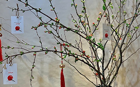Chục triệu đồng một bình hoa đào Nhật chơi Tết