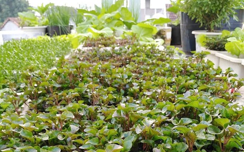 Sân thượng 25m² xanh tốt đủ rau quả quanh năm của cô giáo dạy Toán ở Quảng Ngãi