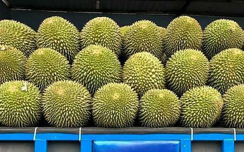 Sầu riêng trái vụ rớt giá mạnh