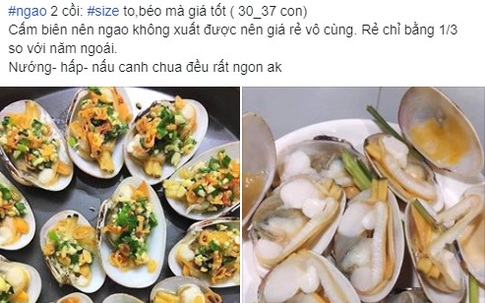 Ngao hai cùi Vân Đồn đang được bán giá rẻ giật mình, chỉ 65 ngàn đồng/kg