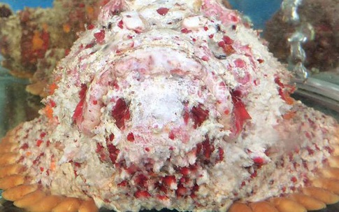 Hải sản cao cấp cá mặt quỷ giá gần 10 triệu đồng/con, ở Hà Nội không phải ai cũng biết chỗ mua