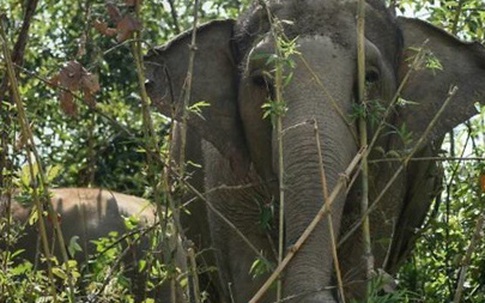 Bị bỏ đói vì dịch bệnh, voi Thái Lan tấn công gây chết người