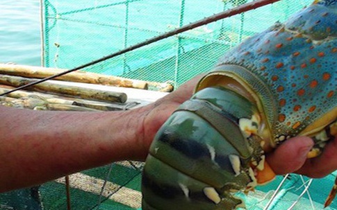 Chuyển bán tôm hùm theo con sang kg vì giá tăng