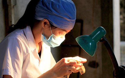 'Siêu sao' soi giới tính gà, kiếm 60 triệu mỗi tháng