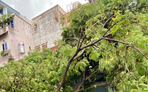 Cây bật gốc, đổ vào nhà dân sau cơn mưa ở TP.HCM