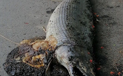 Hà Nội: Phát hiện xác sinh vật giống cá sấu hoả tiễn trong công viên Thống Nhất