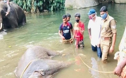 Đã bắt giữ được nghi phạm trong vụ voi mẹ mang thai chết tức tưởi vì ăn phải dứa nhồi pháo nổ