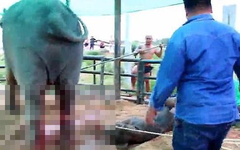 Cảnh tượng voi mẹ giẫm đạp voi con mới sinh không thương tiếc gây ám ảnh nhưng lại bóc trần sự thật chẳng hề dễ chịu