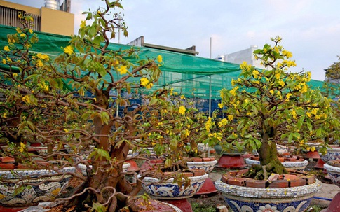 Mai nở sớm, chủ vườn cho thuê giá rẻ để bù lỗ
