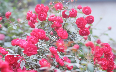 Hà Nội: Giá chỉ từ 500.000 đồng/chậu hoa hồng đẹp xao xuyến chờ khách chơi Tết