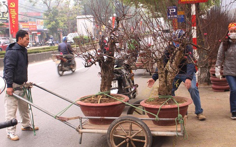 "Người vận chuyển" chạy "sô", kiếm tiền triệu mỗi ngày nhờ chở cây cảnh