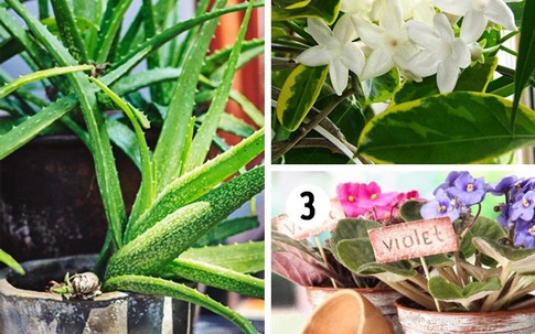 Đi tìm các loại cây tốt nhất cho từng căn phòng trong ngôi nhà của bạn