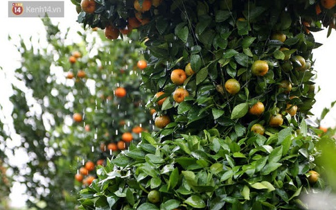 Vườn quýt lục bình “siêu to khổng lồ” của nghệ nhân ở Hưng Yên: "Tôi mua 400 cây nhưng chỉ chọn được 30 cây"