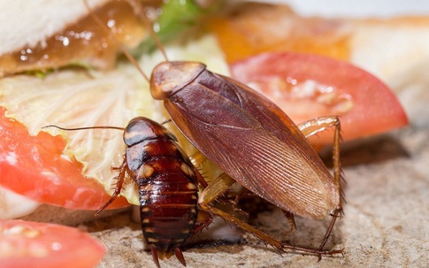 Xay loại lá gia vị này rải nơi gián thường trú ngụ, gian bếp ngày Tết đầy thức ăn muốn thấy gián cũng khó