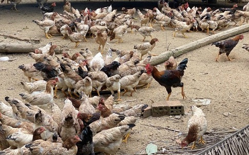 Người chăn nuôi "khóc ròng" vì tiền thức ăn tăng cao, giá bán gà "chạm đáy"