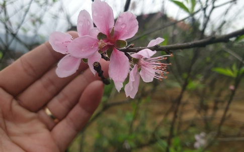 Làng đào Hà Tĩnh "hốt bạc" dịp Tết Nguyên đán