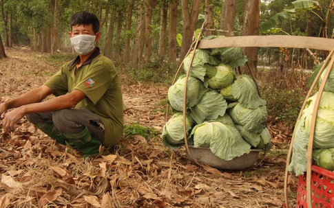 Nông dân Hải Dương "gánh" nỗi lo trên những thửa ruộng buồn