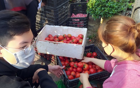 7 tấn cà chua của nông dân Hải Dương được người Thủ đô "giải cứu" trong vòng 30 phút