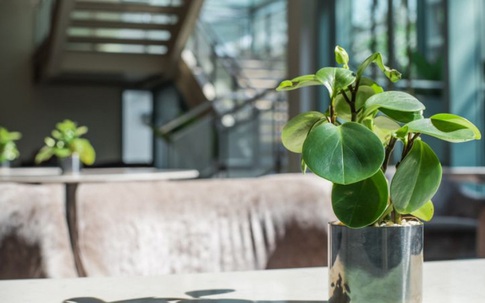 9 loại cây thanh lọc không khí trong nhà tốt nhất mà lại rất dễ trồng