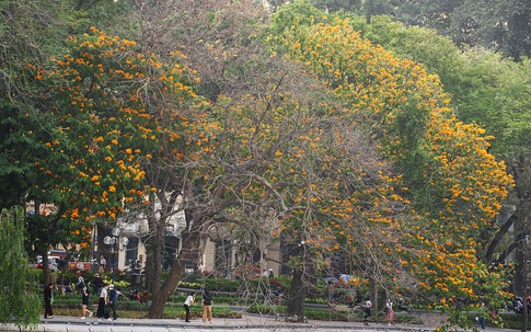 Người dân Hà Nội thích thú chiêm ngưỡng cây vàng anh đại thụ đang nở hoa rực rỡ một góc hồ Gươm