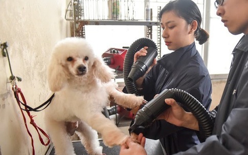 Chi bạc triệu chăm sóc thú cưng những ngày cận Tết