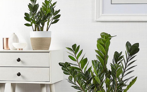 Những ý tưởng decor không gian đẹp như mơ chỉ với các loại cây đơn giản