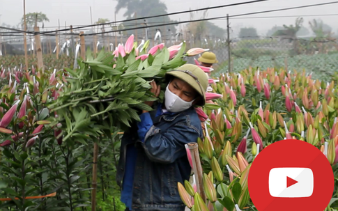[VIDEO] - Người trồng hoa, cây cảnh mất Tết vì đợt dịch thứ 6