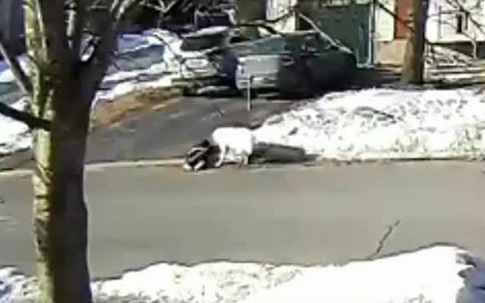 Chó chặn xe để cầu cứu khi chủ bị ngất trên đường