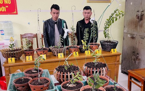 Lên mạng xã hội “săn” những gia đình trồng lan đột biến tiền tỷ  để trộm