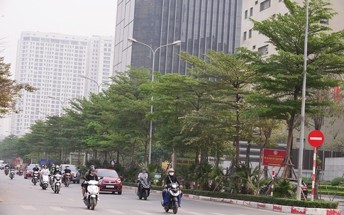 Ngắm những hàng cây bàng Đài Loan xanh mướt trên đường phố Hà Nội