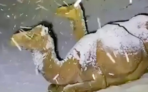 Hài hước cảnh lạc đà ngơ ngác khi thấy tuyết rơi ở Ả Rập Saudi