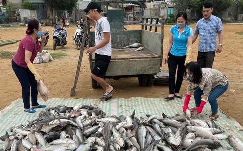 Nhận định nguyên nhân ban đầu về cá chết bất thường tại khu vực vụng Ngọc