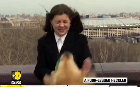 Chó 'cướp' micro của phóng viên trên bản tin truyền hình