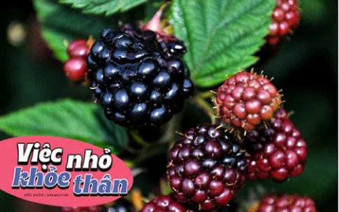 Loại trái cây nhập khẩu thì đắt đỏ nhưng lại mọc hoang đầy ở Việt Nam nếu sáng nào cũng ăn thì cơ thể nhận được 5 lợi ích không tưởng