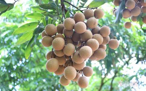 'Đặc sản tiến vua': Đi Tây không đủ chất, xuất Mỹ 1 lần rồi tạm dừng
