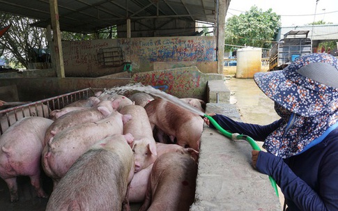 Giá lợn hơi rơi tự do, người nuôi bán một con lỗ 2 triệu đồng