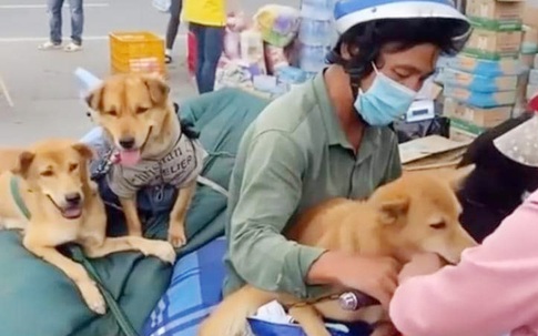 Địa phương nhận sai khi tiêu hủy đàn chó của người mắc Covid-19