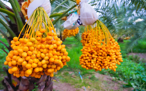 "Săn lùng" chà là tươi – thứ quả vàng của vùng Địa Trung Hải đang gây sốt những ngày qua