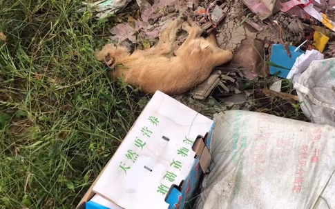 Đi qua bãi rác thấy xác 1 con chó, chàng trai đến gần, tá hỏa phát hiện 'món quà' bên cạnh