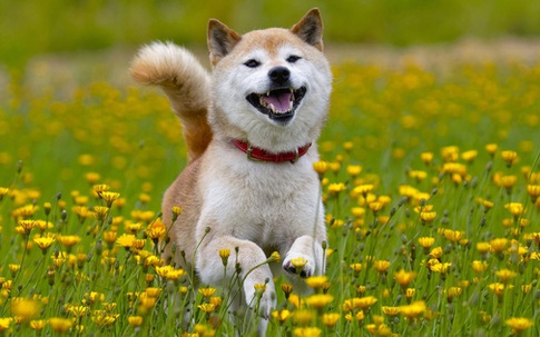 Cơn sốt kỳ lạ 'ảo mà thật': 'Coin chó' tăng gần 800% trong 1 tháng, người người nhà nhà đổ xô tìm nuôi cún Shiba Inu