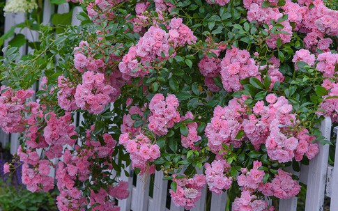 Chồng nhà người ta có thực sự lý tưởng?