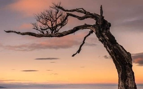 Đã tìm ra người chặt cây phong ba đẹp nhất biển mây Lảo Thẩn - Y Tý