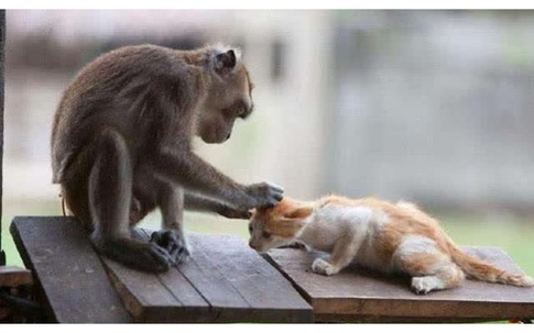 Mua khỉ về bầu bạn với mèo con, chủ nhân giật mình hốt hoảng vì cảnh tượng sau đó