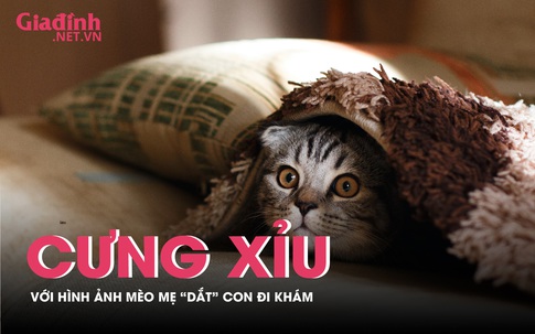 Cuộc sống có rất nhiều áp lực, nhưng bạn có thể tìm thấy sự thư giãn trong những hình ảnh mèo đáng yêu. Hãy xem bức ảnh này để thấy sự yên tĩnh và đáng yêu của các chú mèo trong cảnh tĩnh lặng này.