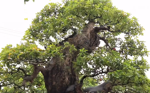 Ông chủ chốt giá siêu cây cảnh 230 tỷ, hé lộ bán cho vợ vui chứ 'tiền nhiều làm gì'