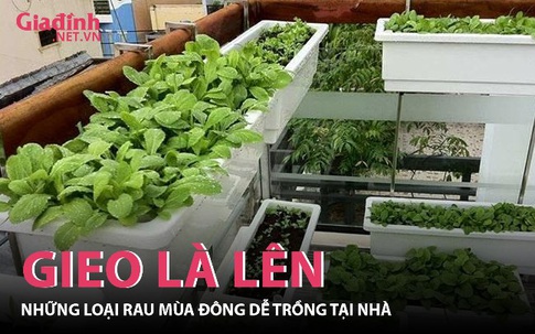 Những loại rau mùa đông dễ trồng tại nhà