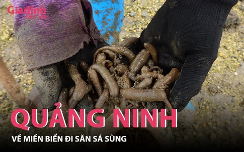 Quảng Ninh: Về miền biển đi săn sá sùng 