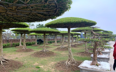 Vườn sanh lọng độc nhất vô nhị trị giá hàng chục tỷ đồng